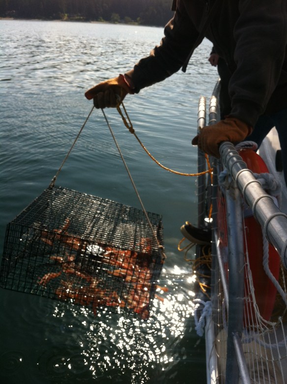 Holy crap, look at all those shrimp